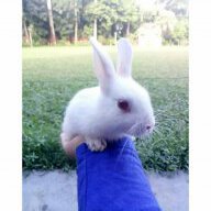 NanaDD