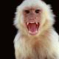 wildmonkey