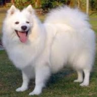 Hamson