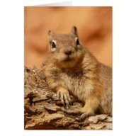 LazyChipMunkz