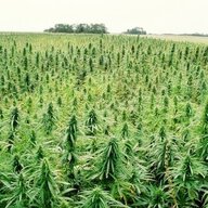 fourtwentybud24