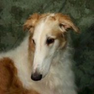 Borzoi