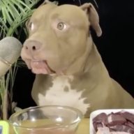 dogjerky