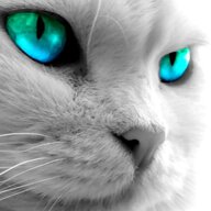 cWhiskers