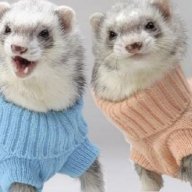 FerretsMilk