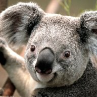 sproogola