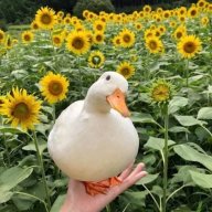 pickupduck
