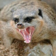 rabidmeerkat