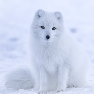 Arctic Fox
