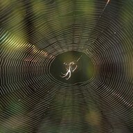 SpiderwebOnline