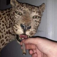 mxllyy