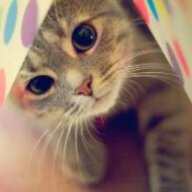 Pinkycat
