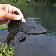 cleanfish
