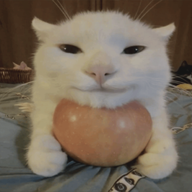 rzyddogazu2