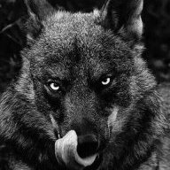 Canis_lupus