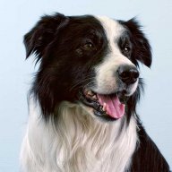 BeauDog