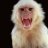 wildmonkey