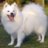 Hamson