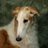 Borzoi