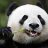 CoolPanda