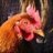 Chick3nman