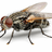ArkFly