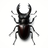 INSECT