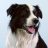 BeauDog
