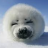 artic